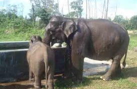Aek Nauli Elephant Conservation Camp Dorong Kunjungan Wisatawan ke Danau Toba
